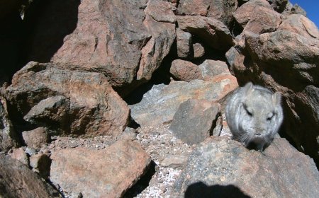 Chile extends suspension at Gold Fields mine amid Chinchilla relocation