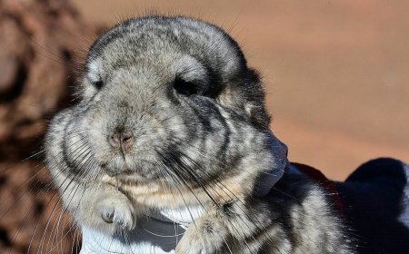 Chinchillas gnaw at Gold Fields' Salares Norte plans again