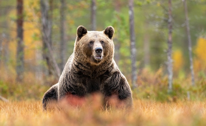 Kinross sees 500kozpa in Great Bear PEA