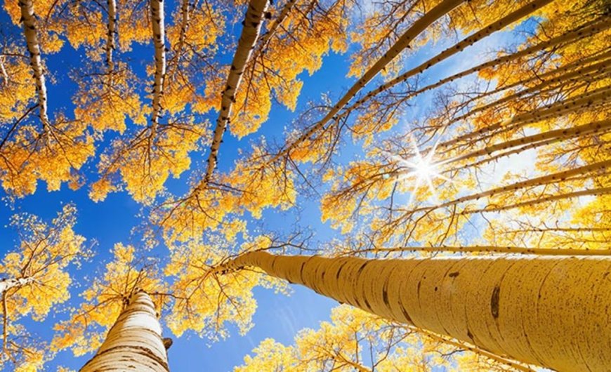 Investors coming back to Colorado gold shows