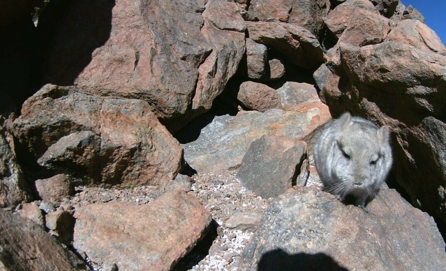 Chile extends suspension at Gold Fields mine amid Chinchilla relocation