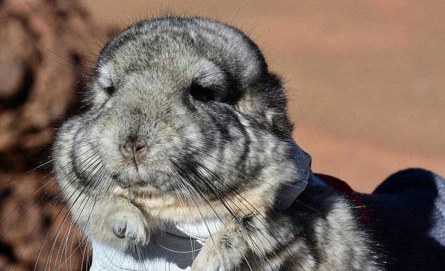 Chinchillas gnaw at Gold Fields' Salares Norte plans again