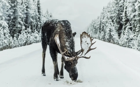 Kemar Minerals Inc. Wishes Everyone a Happy Holiday and New Year